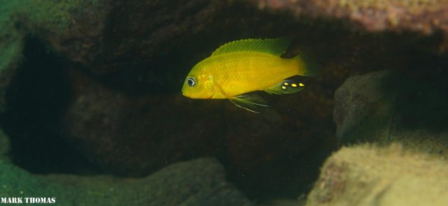 Cynotilapia sp. 'lion ntekete' Liwani (samec)