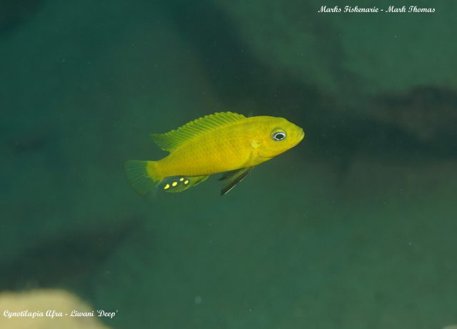 Cynotilapia sp. &#8218;lion ntekete&#8216;