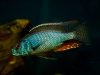 Dimidiochromis strigatus (samec)