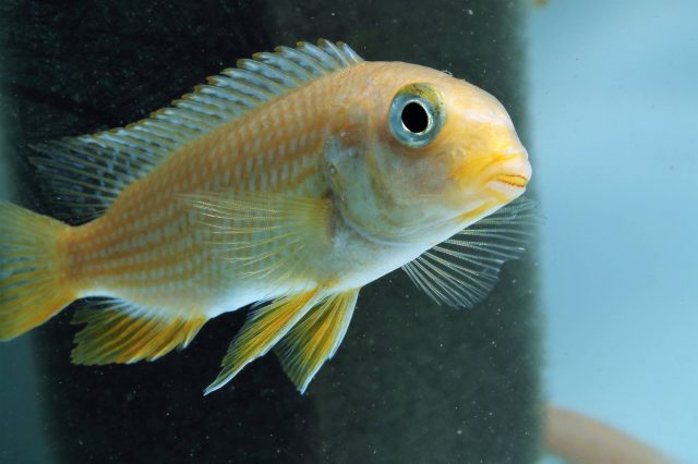 Gephyrochromis sp. 'sand' Undu Reef (samice)