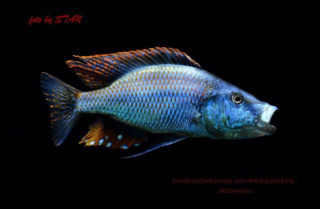 Dimidiochromis compressiceps (samec)