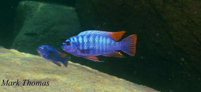 Labeotropheus fuelleborni