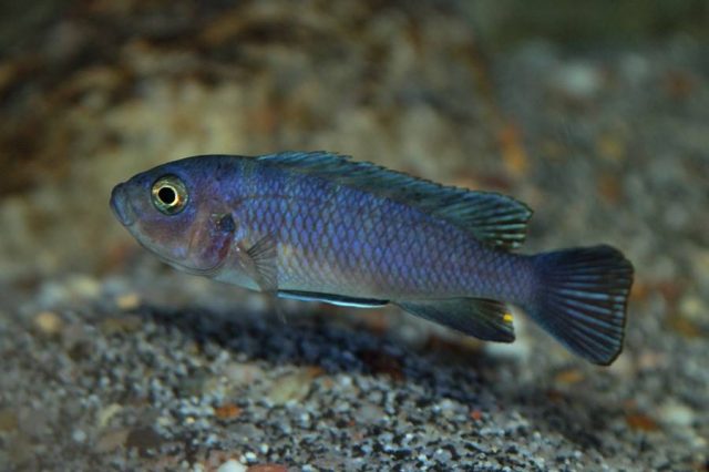 Cynotilapia sp. 'hara' Gallireya Reef (samice)