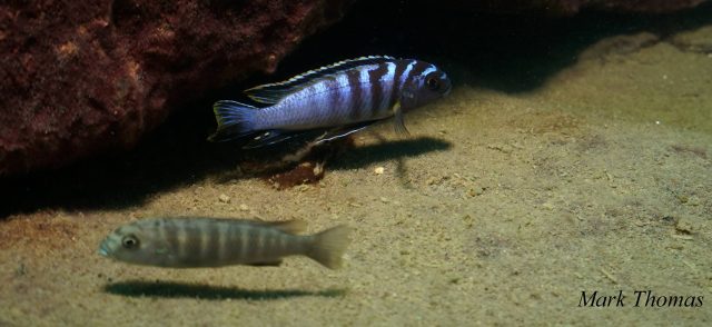 Tropheops kumwera Makokola Reef (samec a samice)