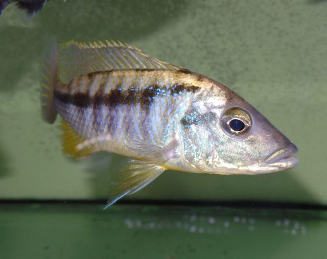 Mylochromis epichorialis (samec)