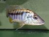 Mylochromis epichorialis (samec)