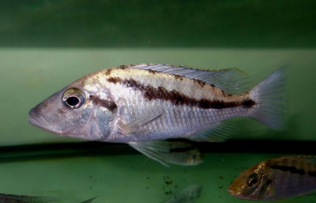 Mylochromis epichorialis