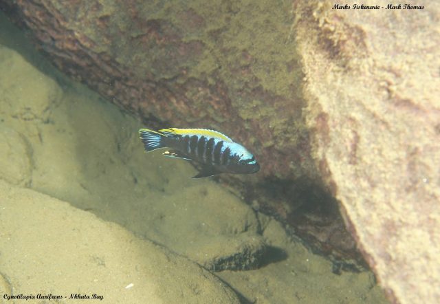 Cynotilapia aurifrons Nkhata Bay (samec)