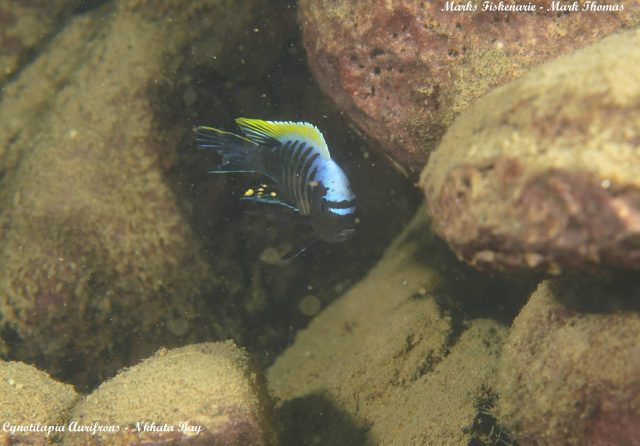 Cynotilapia aurifrons Nkhata Bay (samec)