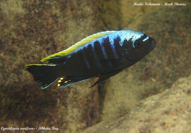 Cynotilapia aurifrons Nkhata Bay (samec)