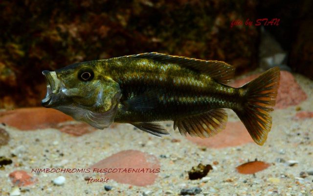 Nimbochromis fuscotaeniatus (samice)