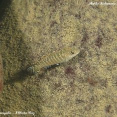 Labidochromis flavigulis