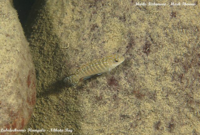 Labidochromis flavigulis