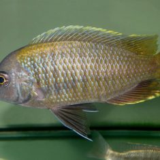 Copadichromis sp. ‚flavimanus‘