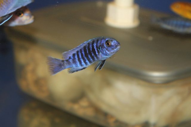 Labidochromis freibergi