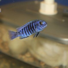 Labidochromis freibergi