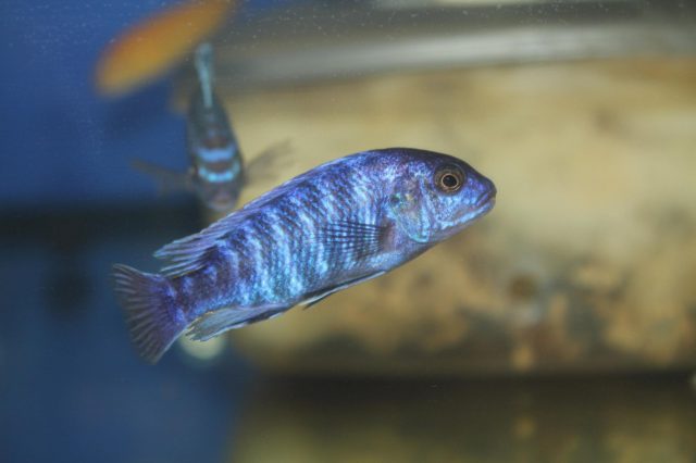 Labidochromis freibergi (samec)