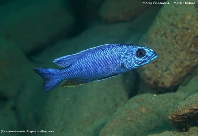 Sciaenochromis fryeri