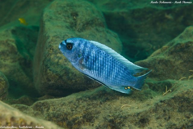 Labeotropheus fuelleborni (3)