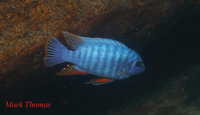 Labeotropheus artatorostris Mitande (samec)