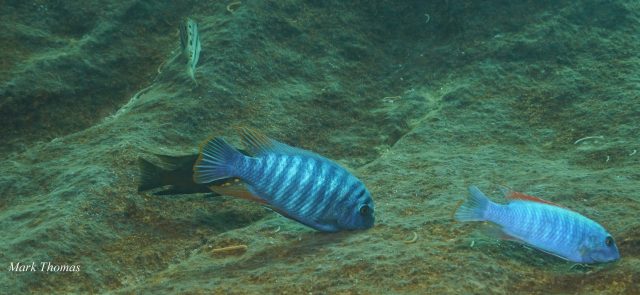 Labeotropheus fuelleborni