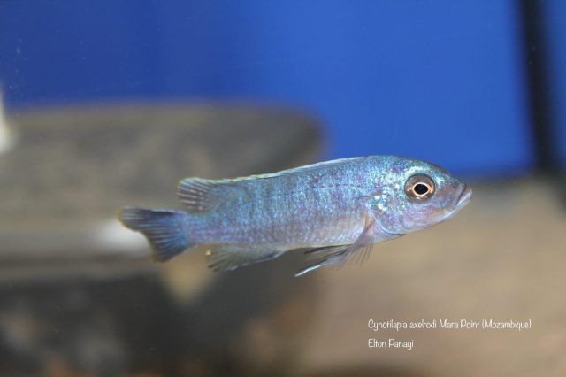 Cynotilapia axelrodi Mara Point (samice)