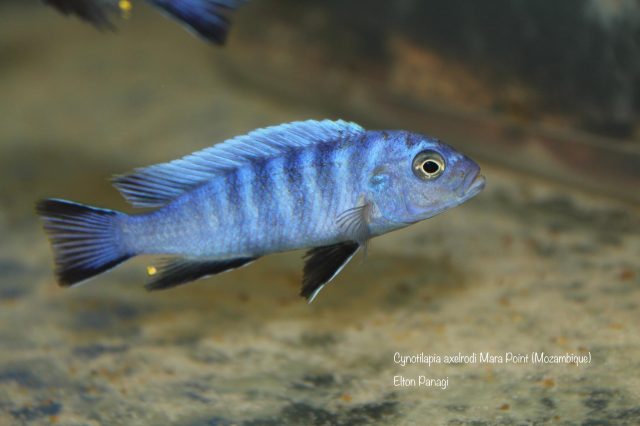 Cynotilapia axelrodi