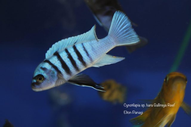 Cynotilapia sp. 'hara' Gallireya Reef