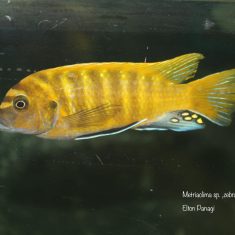 Metriaclima sp. ,zebra gold‘