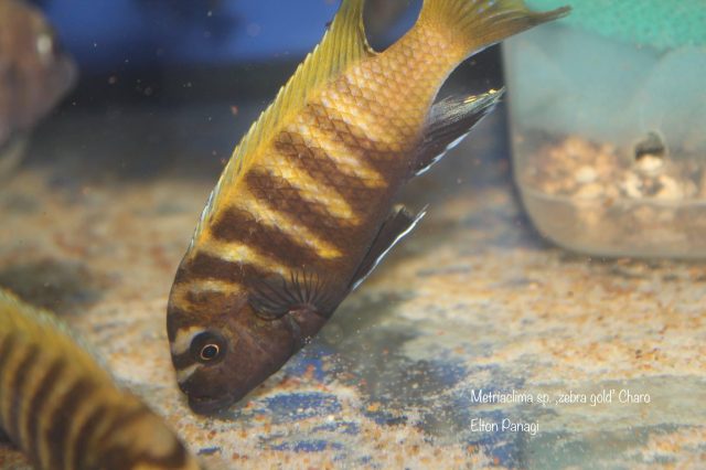 Metriaclima sp. ,zebra gold' Charo