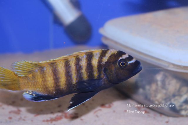 Metriaclima sp. ,zebra gold' Charo