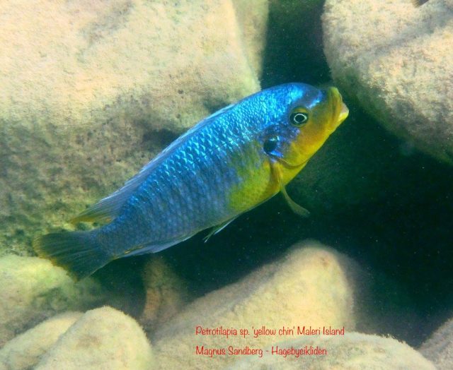 Petrotilapia sp. ‚yellow chin‘