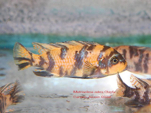 Metriaclima zebra Chiofu (OB samice)