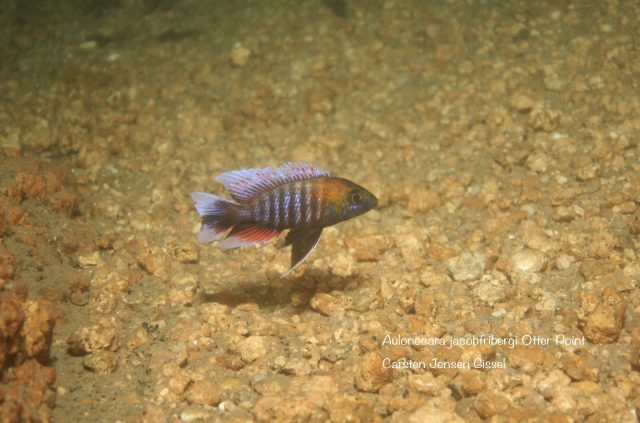 Aulonocara jacobfribergi Otter Point (samec)