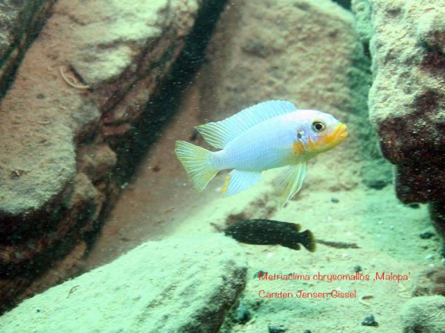 Metriaclima chrysomallos Malopa
