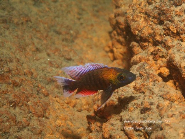 Aulonocara jacobfribergi Otter Point (samec)