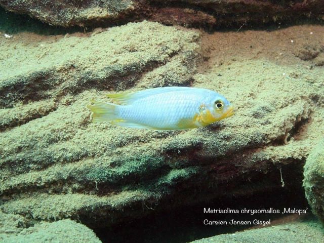 Metriaclima chrysomallos Malopa