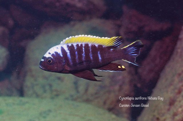 Cynotilapia aurifrons Nkhata Bay (samec)