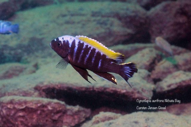 Cynotilapia aurifrons Nkhata Bay (samec)