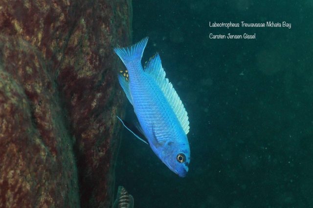 Labeotropheus trewavasae Nkhata Bay (samec)