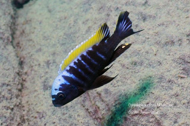 Cynotilapia aurifrons Nkhata Bay (samec)