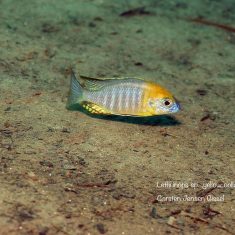 Lethrinops sp. ‚yellow collar‘