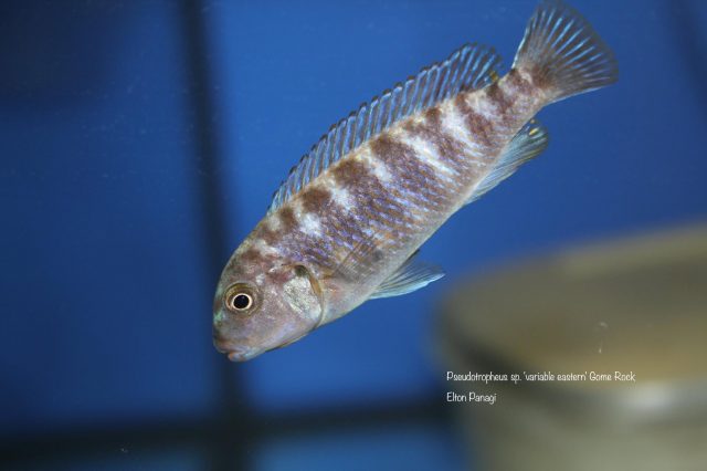 Pseudotropheus sp. 'variable eastern' Gome Rock