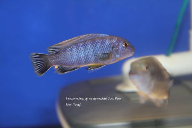 Pseudotropheus sp. 'variable eastern' Gome Rock