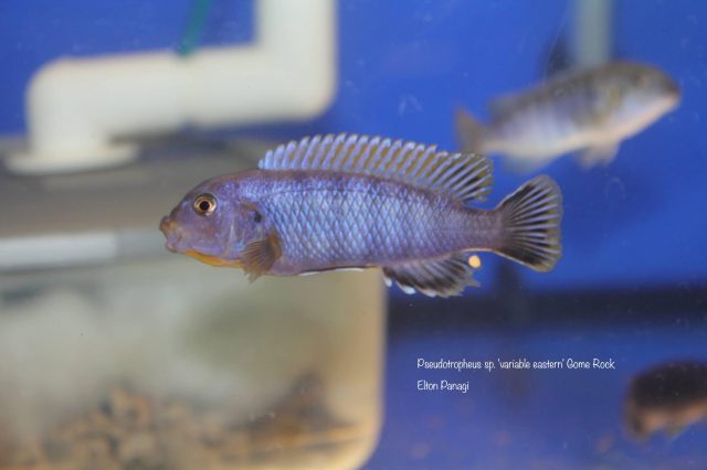 Pseudotropheus sp. 'variable eastern' Gome Rock