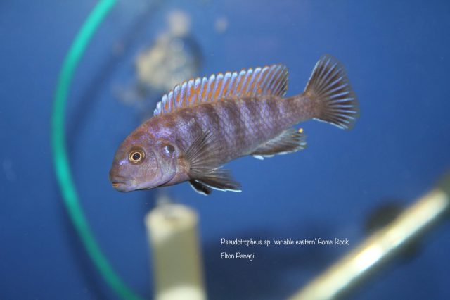 Pseudotropheus sp. ,variable&#8216;