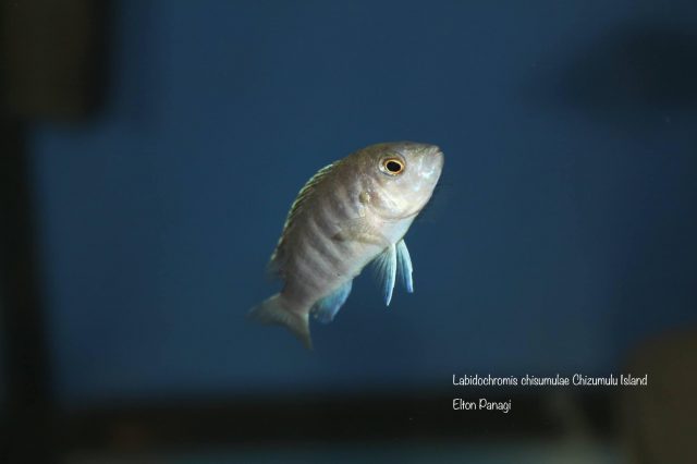 Labidochromis chisumulae Chizumulu Island (samice)