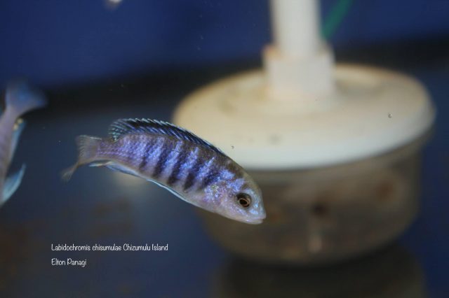 Labidochromis chisumulae Chizumulu Island 