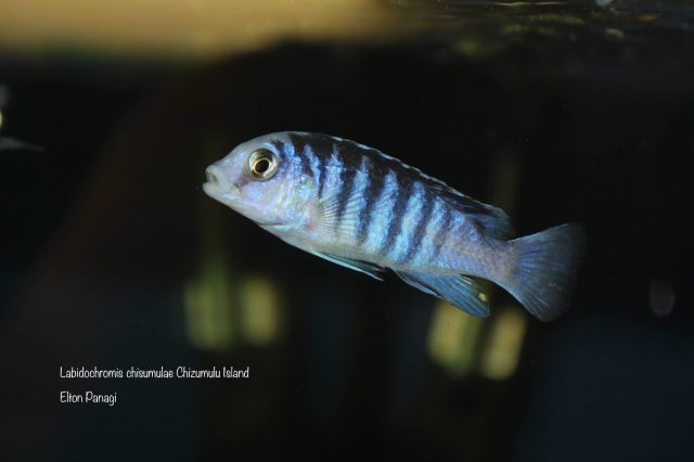 Labidochromis chisumulae Chizumulu Island 