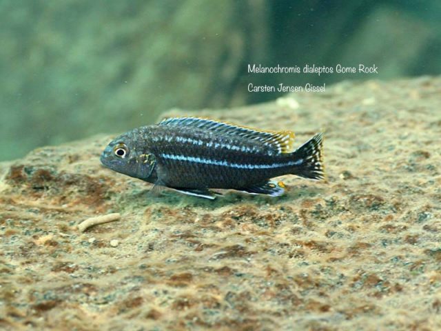 Melanochromis dialeptos